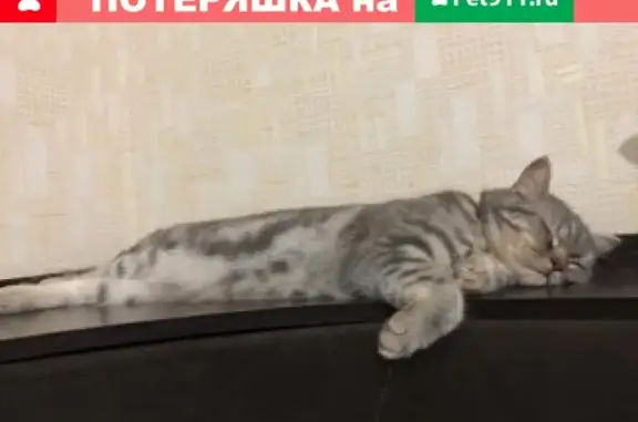 Пропала кошка Симка в Пятигорске: помогите найти!