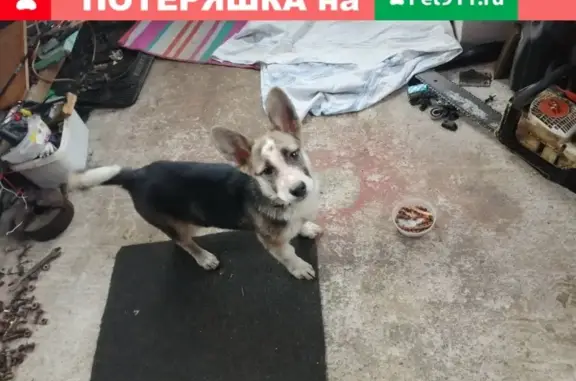 Собака найдена в Смоленске на улице Октябрьской Революции