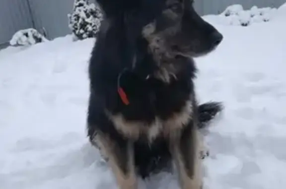 Пропала собака в Селятино, Московская область