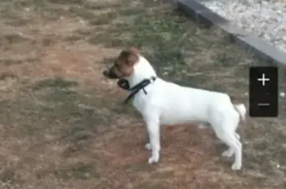 Собака Джек Рассел найдена в Севастополе на набережной Андрея Первозванного