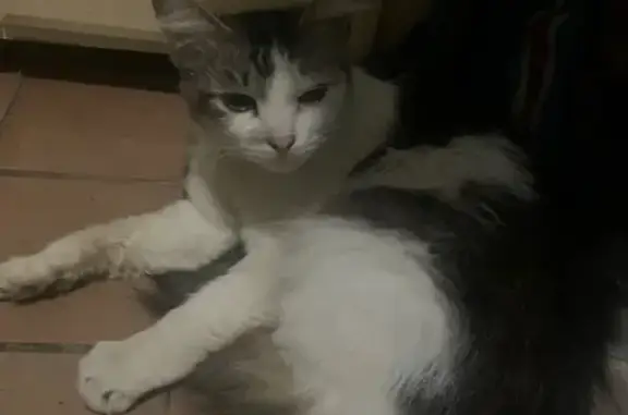 Найдена кошка на ул. Зои Космодемьянской в Химках