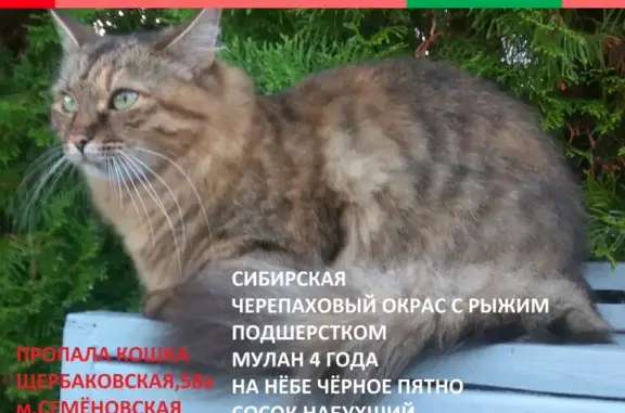 Пропала сибирская кошка в Москве, район Соколиная Гора, ул.Щербаковская, 58а.