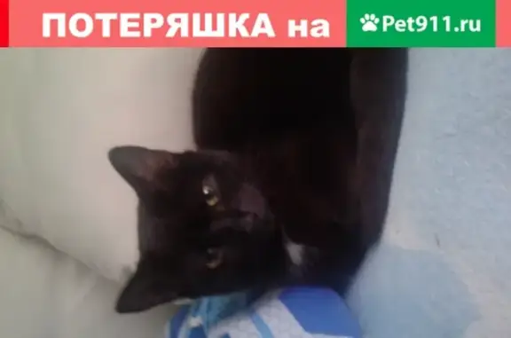 Ласковый кот найден на улице Фруктовая
