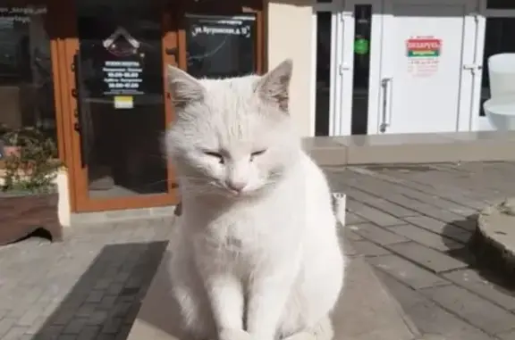 Пропала белая глухая кошка в Новороссийске, район Матроса