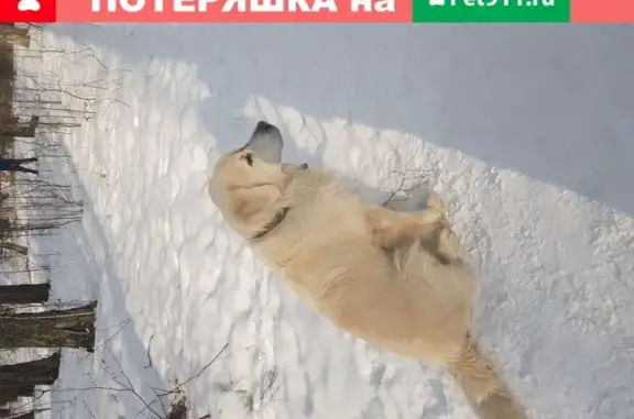 Собака ретривер найдена в Красноярске