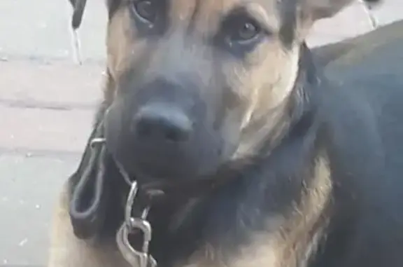 Собаки потеряшки, Нижний Новгород, фото: Потеряшка собака в Нижнем Новгороде