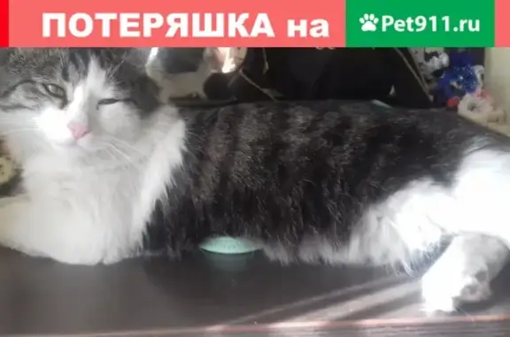 Пропала кошка Барсик на Овражной улице в Ельце