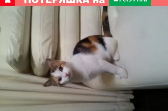 Пропала кошка Глаша на Брестской, Краснодар