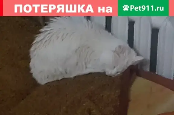 Найдена белая кошка в Иркутском районе, поселок Дзержинск, Дорожная улица