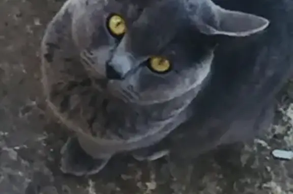 Пропала кошка Пусик в Симферополе, Республика Крым