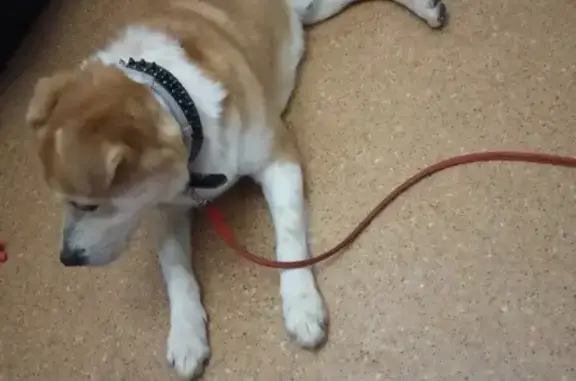 Собака Мальчик найдена в Воронеже