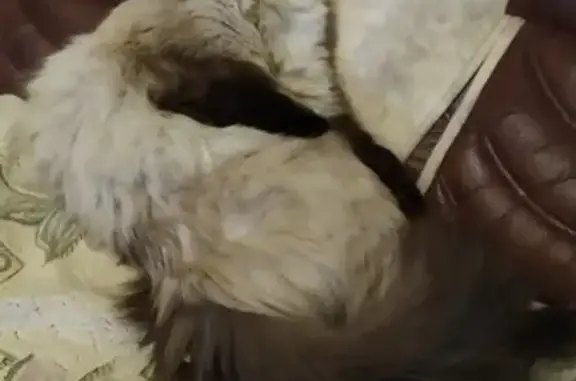 Кошки потеряшки, Новосибирск, фото: Потеряшка кошка породы Невская маскарадная в Новосибирске