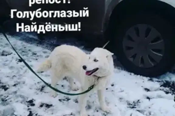 Собака Голубоглазый найдена в Коренево