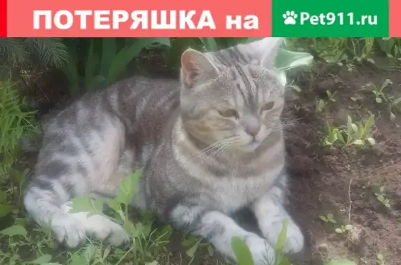 Пропала кошка Василиса, ул. Айдарова 18, Казань