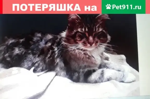 Пропал кот в п. БИЛИМБАЙ, Первоуральск