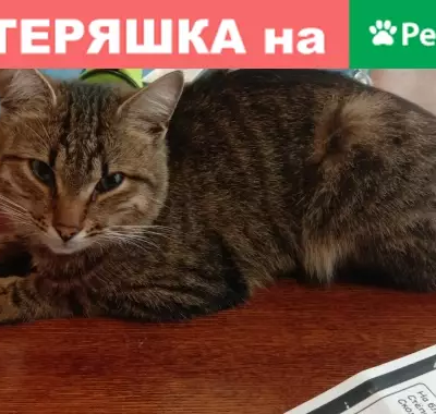 Пропала кошка Тишка в Малаховке на ул. Шаляпина