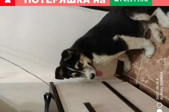 Найден щенок похожий на хаски в Люберцах на улице Камова