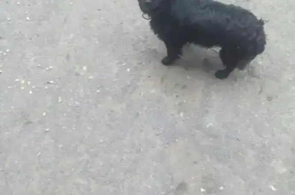 Пропала собака Метис в Обнинске на Тимашова.