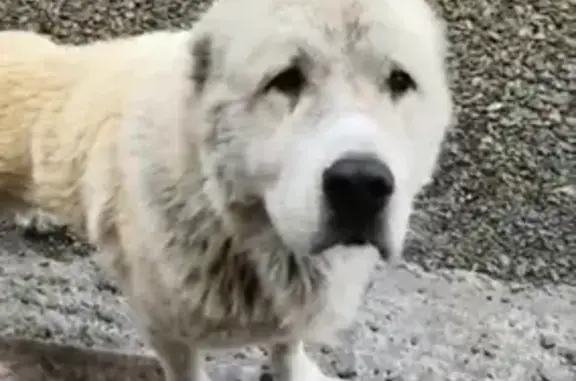 Собака Белый, возможно Алабай, найдена в Новочеркасске