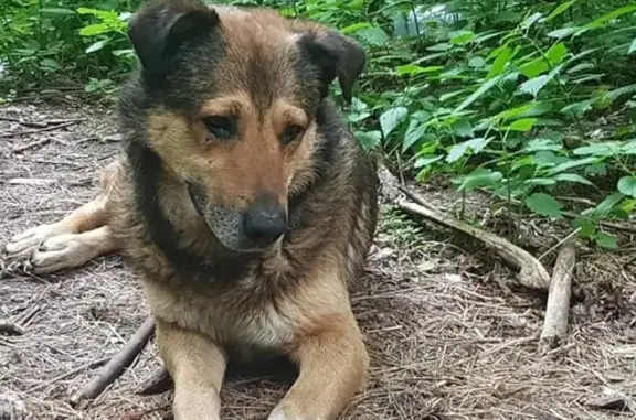 Пропала собака Гриша, метис рыже-черного окраса, ищем в районе Нахабино-Волоколамск, нуждается в медицинской помощи!