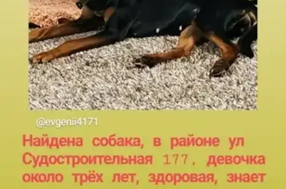 Собака на улице Судостроительной, Красноярск, ищет дом.