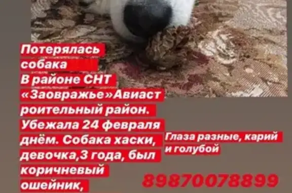 Пропала собака Лайма в СНТ Заовражье, Казань