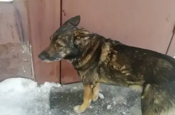 Найдена собака на пр. Дзержинского 4