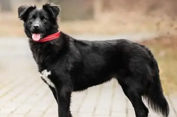 Пропала собака возле метро Преображенская площадь 🐶