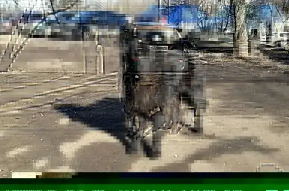 Найдена собака в Подольске, ищем хозяина
