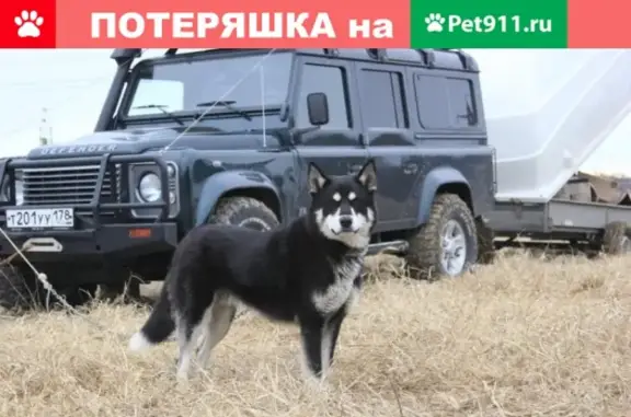 Пропала собака Восточно-сибирская лайка в Ленинградской области