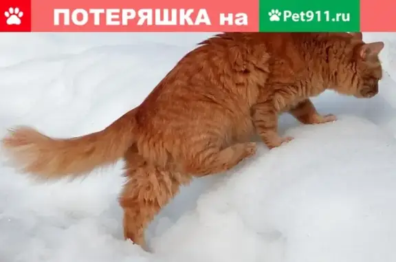 Пропала кошка на Партизанской, 15К2