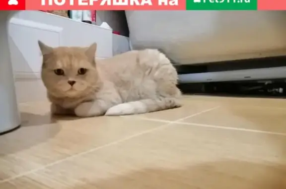 Найдена кошка в Новосибирске на Урманова