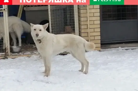 Пропала белая собака в Мытищах