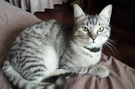Найден кот на Братиславской, в зеленом ошейнике