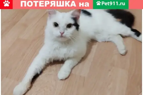 Найдена кошка на Магнитогорской, ищу хозяев
