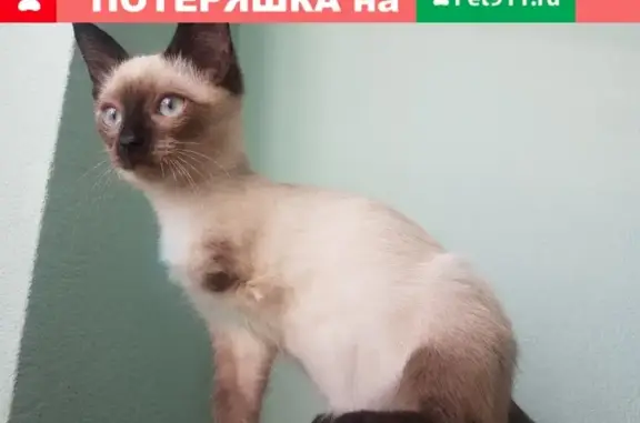 Пропал котенок Каспер в районе Химиков-Бульвара