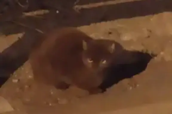 Найдена коричневая кошка в доме 32