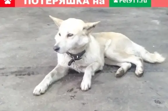 Найдена собака, Нижний Новгород, фото: Найден молодой пёс в автозаводском районе, Нижний Новгород