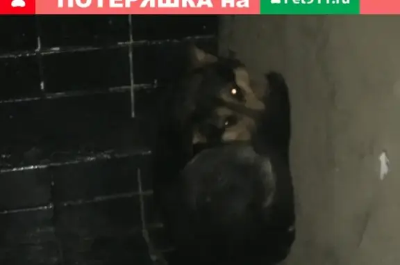 Найдена собака на ул. Домодедовская в Москве