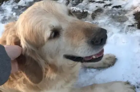 Собака найдена в Мартемьяново, ищем хозяина!