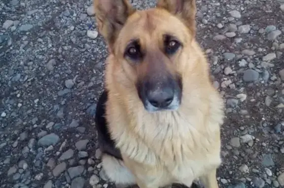 Собаки потеряшки, Новокузнецк, фото: Потеряшка овчарка в Новокузнецком районе: Озёрная улица, 59