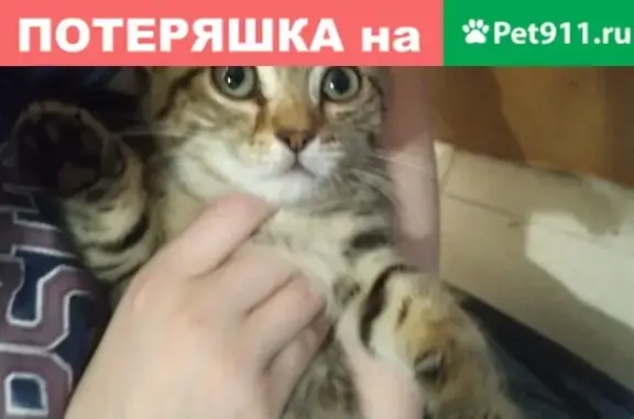 Найдена кошка на Тверской улице в Томске