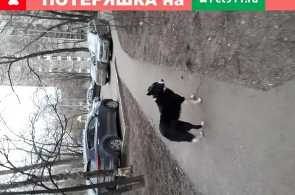 Собака ждет хозяина на Онежской, д. 30, Москва