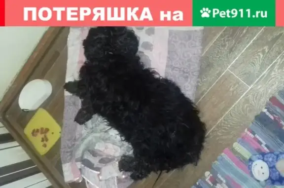 Собака болонка найдена в Пскове на ул. Труда, 25