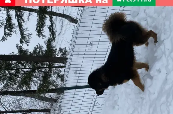 Найдена собака, Москва, фото: Собака с ошейником на территории отеля в Истре