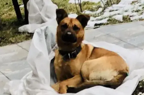 Найдена рыжая собака на Радужной улице, Былово