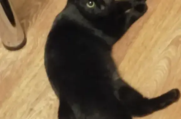 Найдена черная кошка возле Политеха в Воронеже