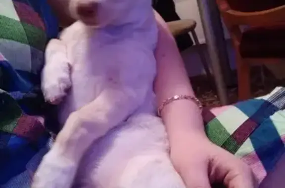 Собаки потеряшки, Новокузнецк, фото: Потеряшка собака Гуф в Недорезово, Кемеровская область