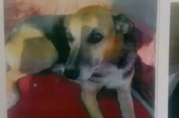 Собаки потеряшки, Калининград, фото: Потеряшка кобель Бим в Холмогоровке, Калининградская область