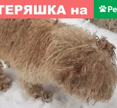 Найдена собака возле Пятерочки в Твери